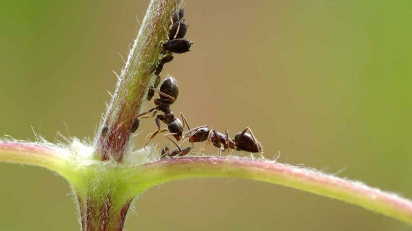 Как избавиться от муравьев в теплице народными средствами