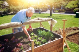 Огород без хлопот для пожилых: как делать умные грядки